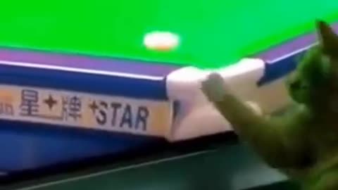 Funny Cat playing snooker on tv