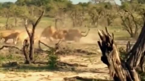 The amazing sight of lions fighting