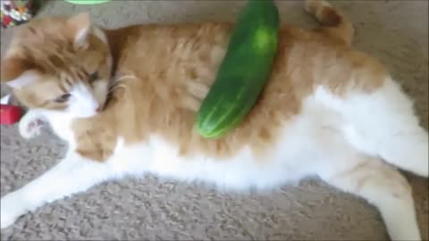 Cat Vs Cucumber #2 - Our Pets 🐶