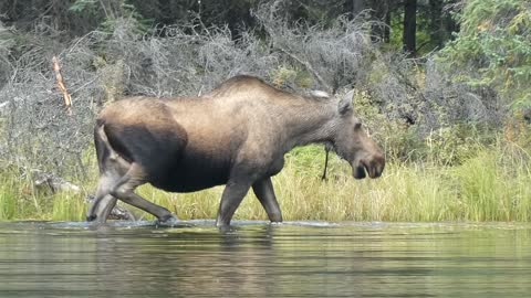 Moose, Horseshoe Lake, Denali National Park