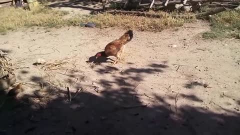 Amazing BORN "MURGI" Hatching Eggs in chaff to Chicks Born - Crazy Hen Harvesting Eggs to chiicks