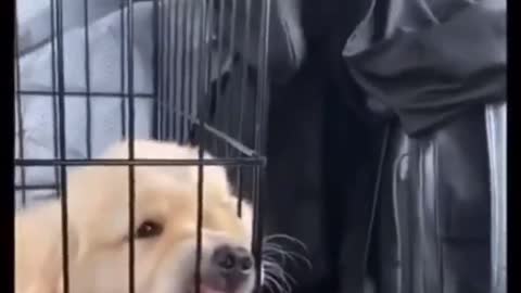 Dogs who don't want to be caged