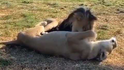 Animals Love | See How two Lions Love Each other