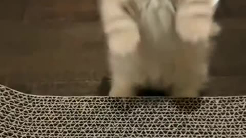 funny cat baby