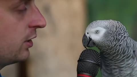 Amazing talking parrot