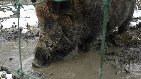 Wild boar makes hilarious bubble