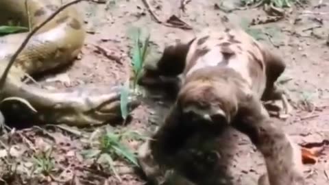 Sloth VS Anaconda