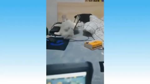 Cat Find A New Spot To Annoy