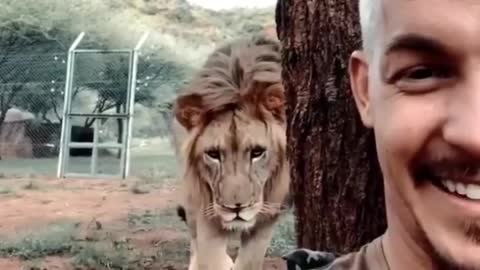 Lion jumped into owner's hug🦁