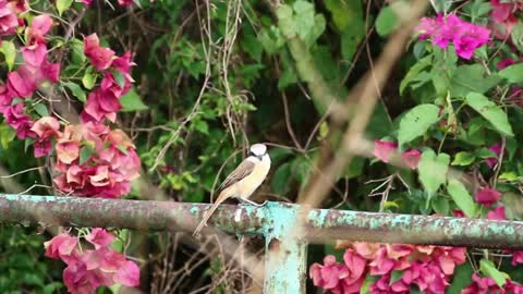 Bird on a metal fence - With great music