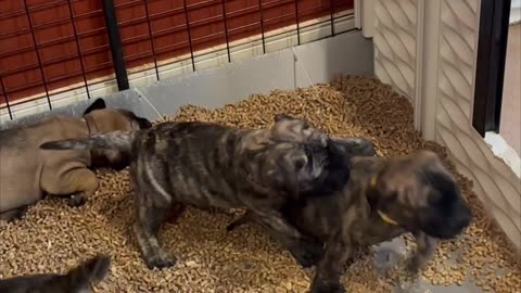 Available bull mastiff puppies