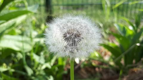 Dandelion flower close up shot