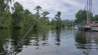 Louisiana Whitetail Deer on the bayou