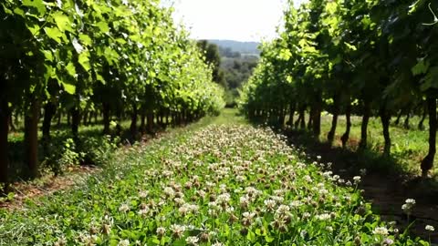 Daisy field in an agricultural field