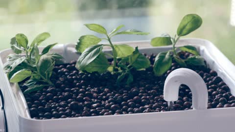 For my window sill, I'm making a 3D printable hydroponics system.