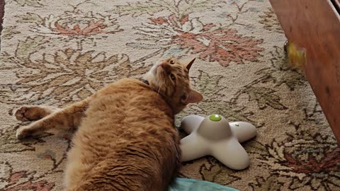 Butterfly Toy Gets All Up in Cat's Face