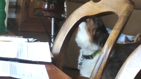 Two hound dogs in kitchen howl at same time