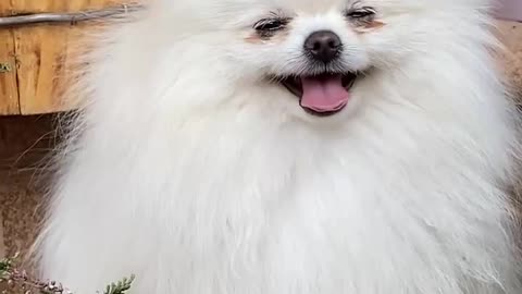 Cute dog 🐕 and funny videos 😂😂😂