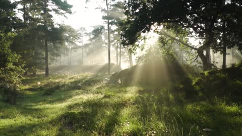 morning forest