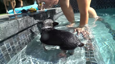 Teaching My Dogs How To Swim