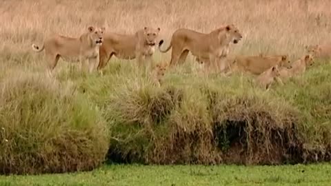 Curious Cub Falls in the Water | Little Big Cat | BBC Earth