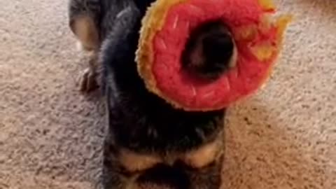 Brown dog lets owner place pink stuffed toy donut over nose