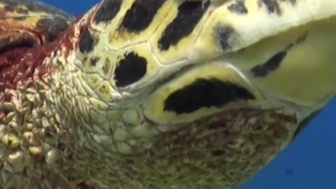 Sea turtles can travel millions miles