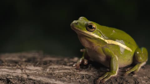 Green toad breathing with a dark background