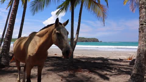 Amazing Horse is behave like a professional model while photoshoot