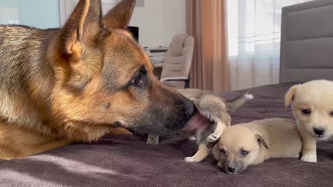 German Shepherd Meets Puppies