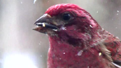 Purple Finches