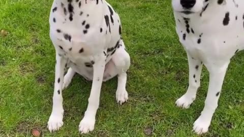 Meet the Dalmatian:A Look at the Breed's Unique Characteristics#shorts