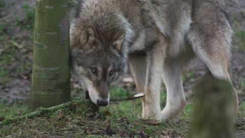 LOBO SALVAJE