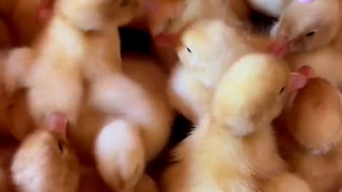 #chicken #video #goneviral #viralstuff #shortsviral #fact