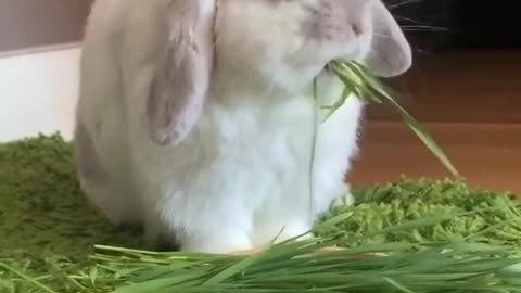 How cute is this bunny?