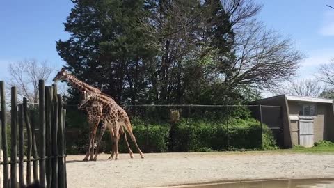 Giraffe fight is anything but epic