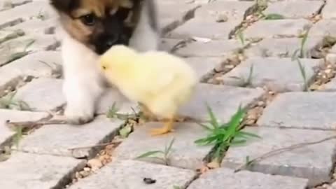 Cute Puppy Playing With Small Brown Chick