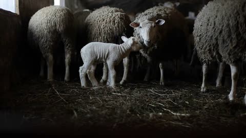 Herd of sheeps in barn. Sheeps with lamb. Dirty brown sheeps