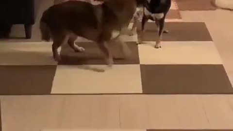 Cute dogs funny dance