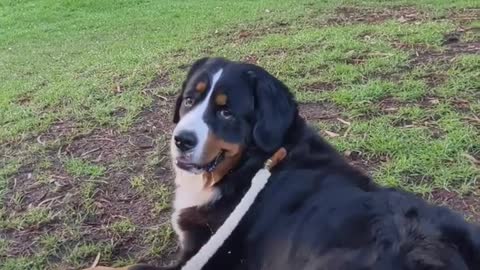 Dog Is SO Excited To Meet Her Best Friend