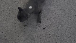 Dog playing with a black olive