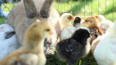 Close Up Newborn Chickens And Easter Bunny In Warm Tone On The Grass Field On Green Background .