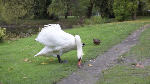 A very strange bird