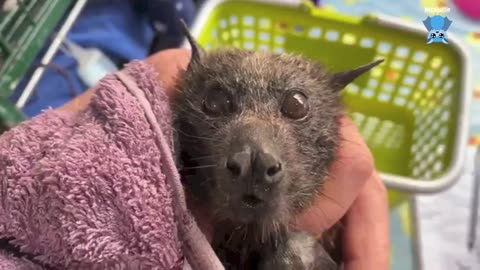 Rescuing a baby flying-fox hanging on fencing; this is Fortissimo