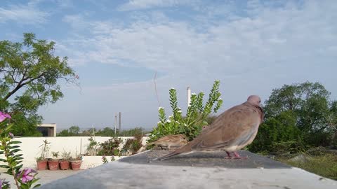 Birds and pigeons eat together