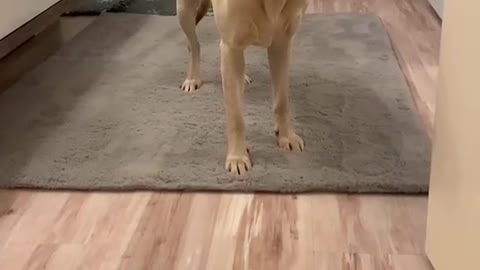 Doggy Scared of Slippery Floor Without His Socks