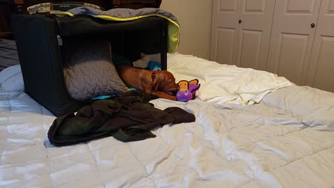 Jasper the Vizsla VS Platypus