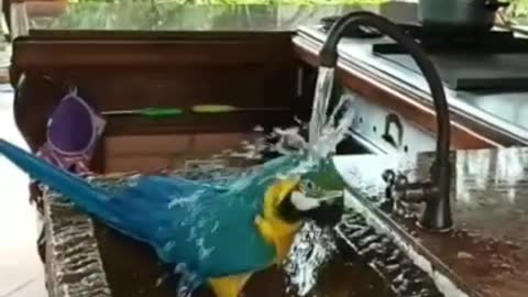 A parrot taking a bath