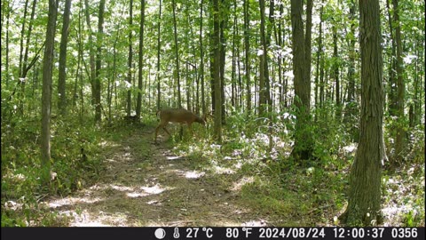 Ohio velvet buck August 2024