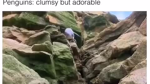 Penguins, clumsy but adorables